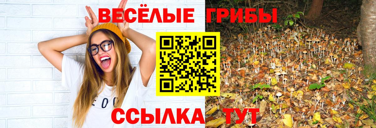 Псилоцибиновые грибы Cubensis Каспийск