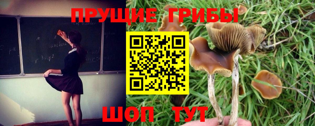 Каспийск  Галлюциногенные грибы прущие грибы  Вход с VPN 
